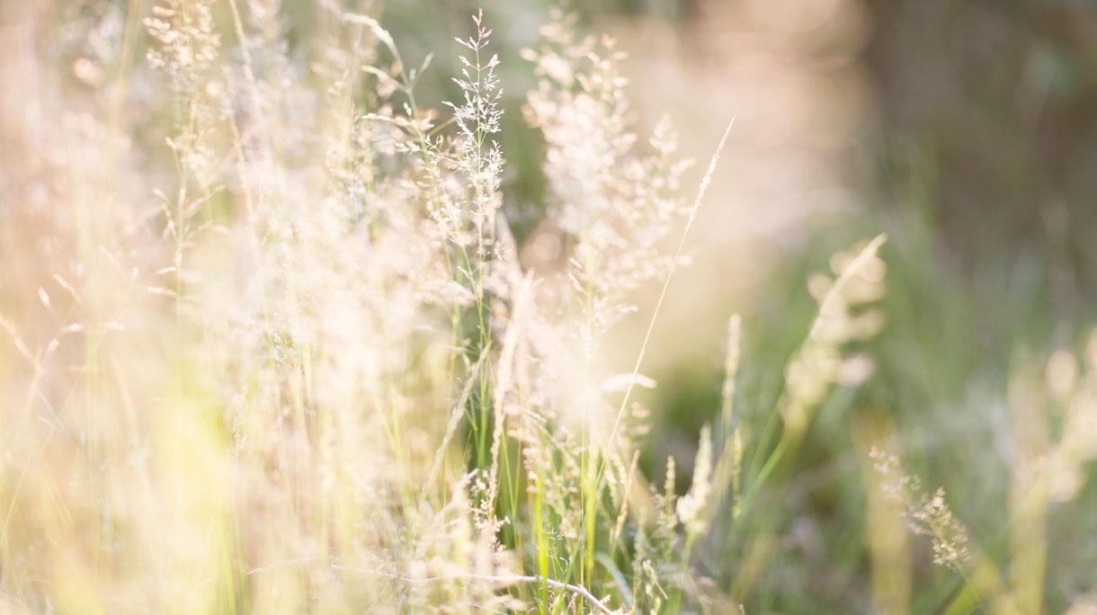 istock_000068817851_large