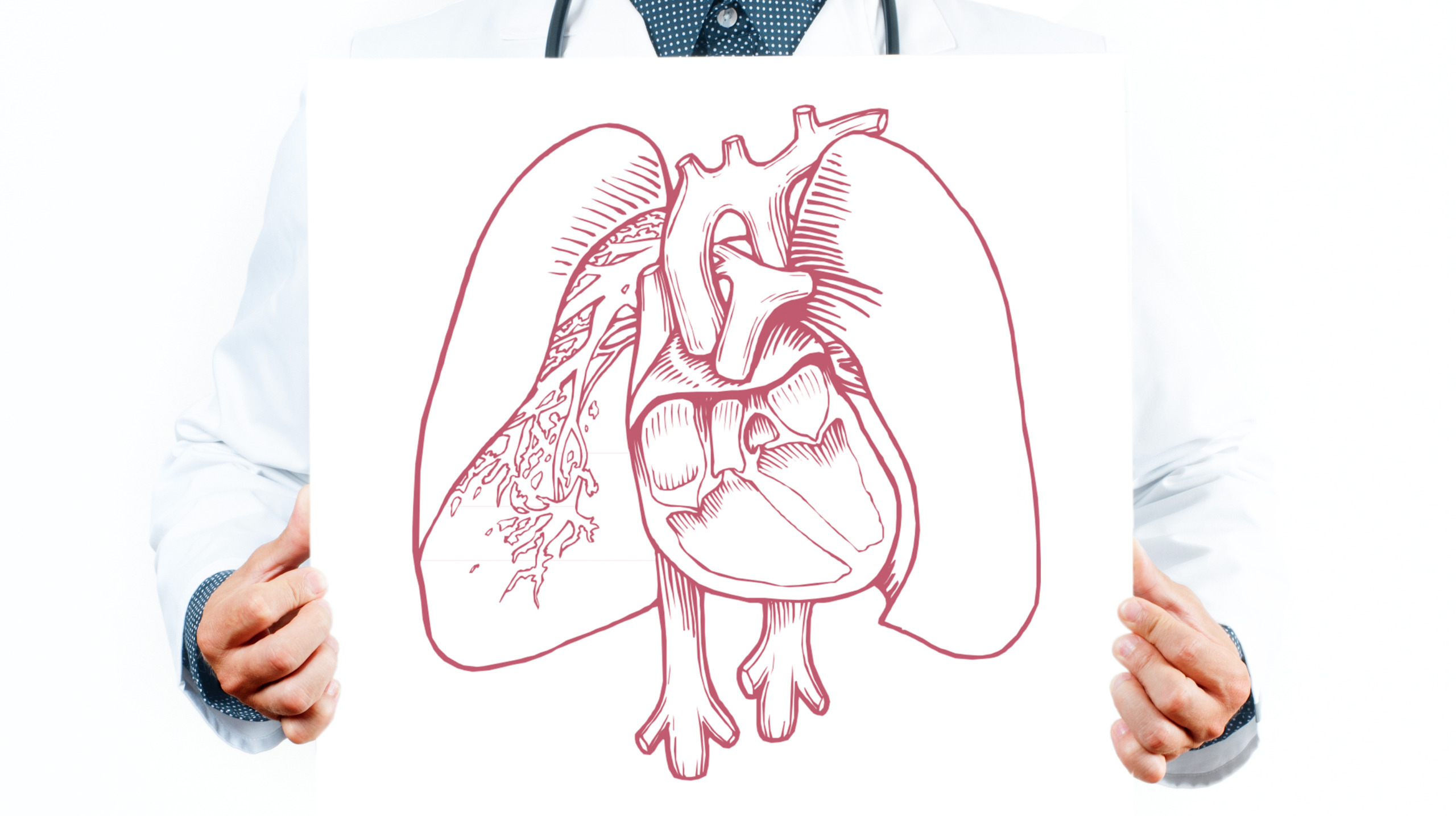 Doctor and anatomical lungs