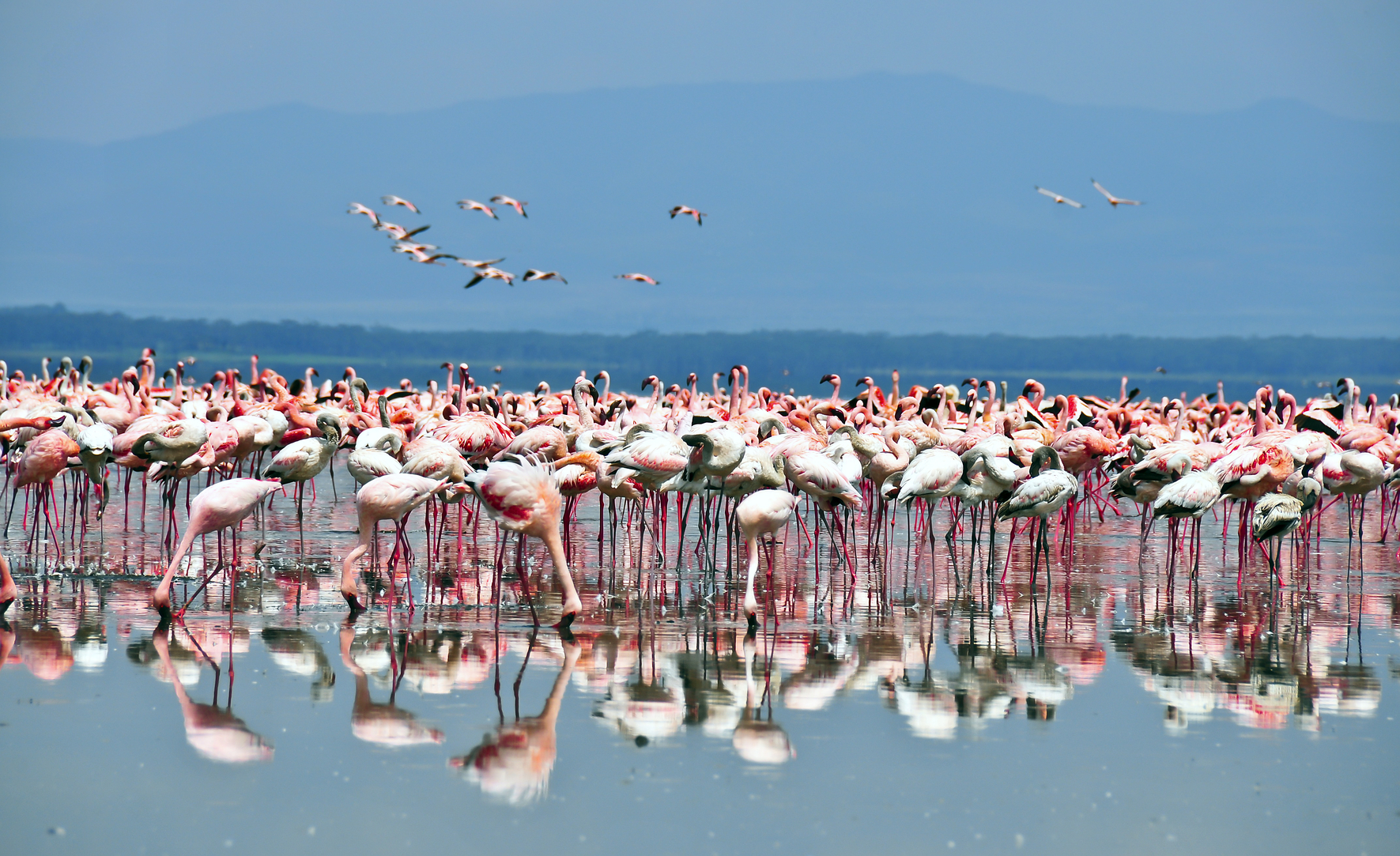 Flamingo Lake