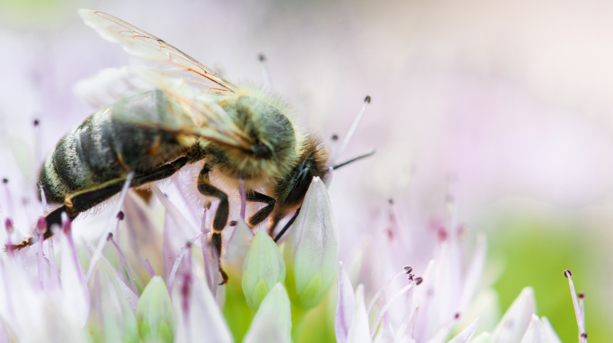 Bee on pink  flowers