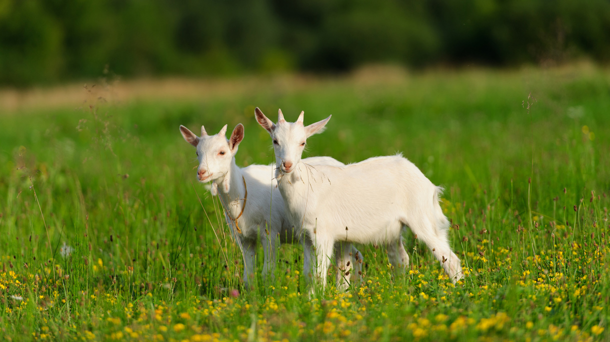 istock-518087538-1