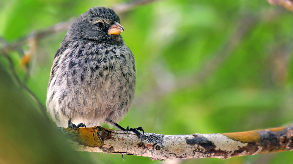 Darwin’s Finch