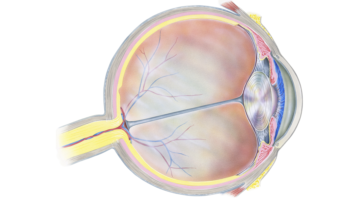 Eye – Cross Section