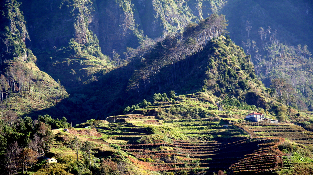 madeira