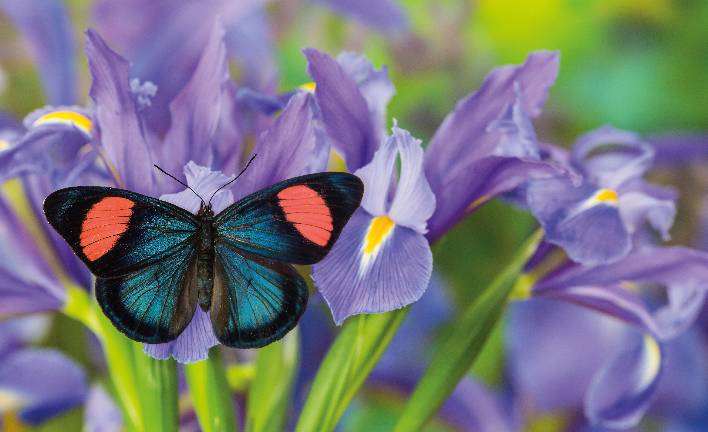 iris_0