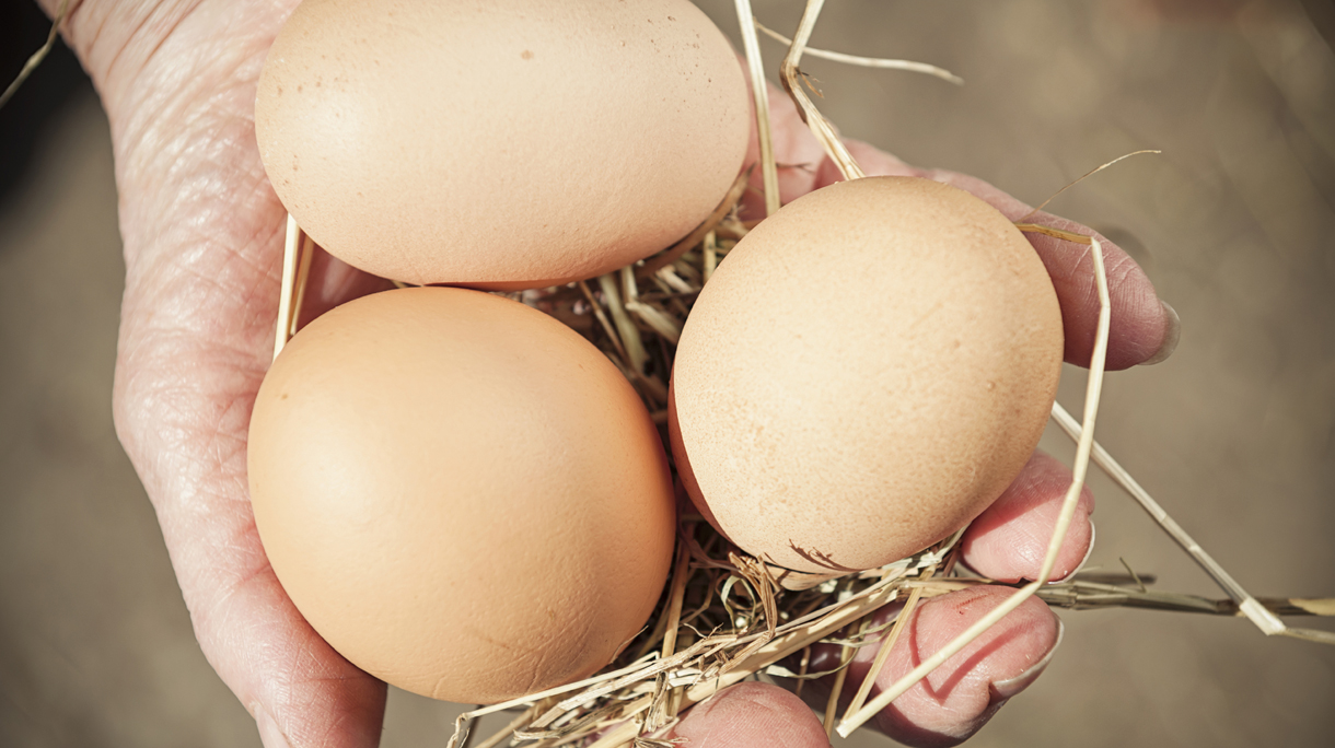 Collecting Free Range Eggs