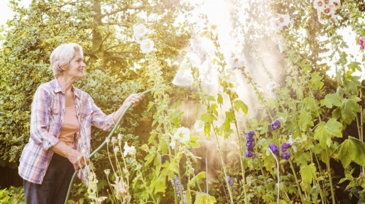Senior woman watering flowers in garden.