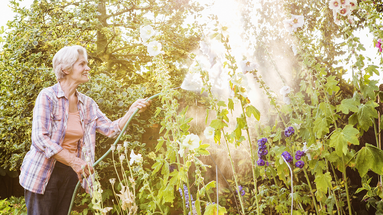 Senior woman watering flowers in garden.