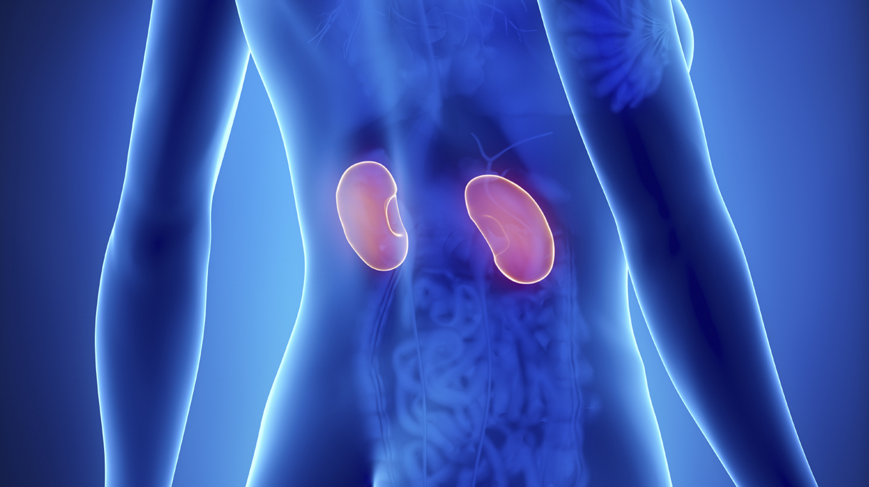 Female KIDNEY anatomy x-ray posterior view