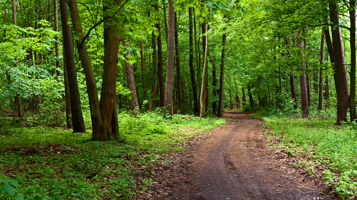 gelderse_bos