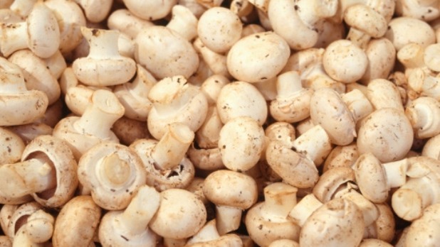 Andijviemetchampignons_507x338