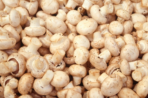Andijviemetchampignons_507x338