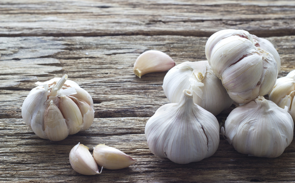 Garlic on the wooden background