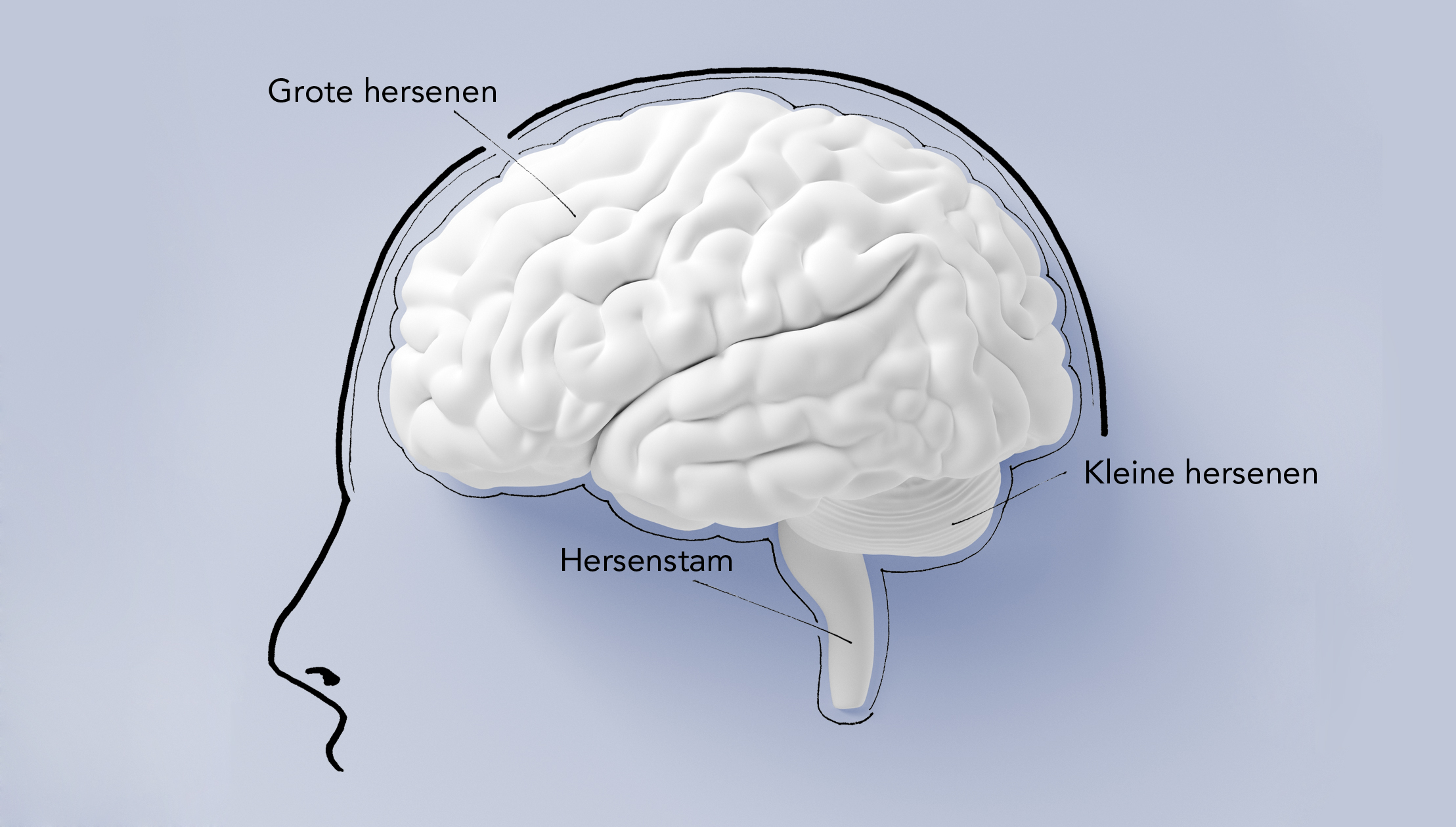 Brain On The Wall