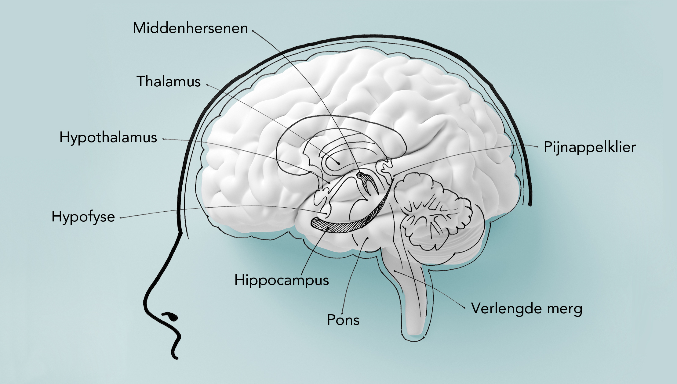 Brain On The Wall