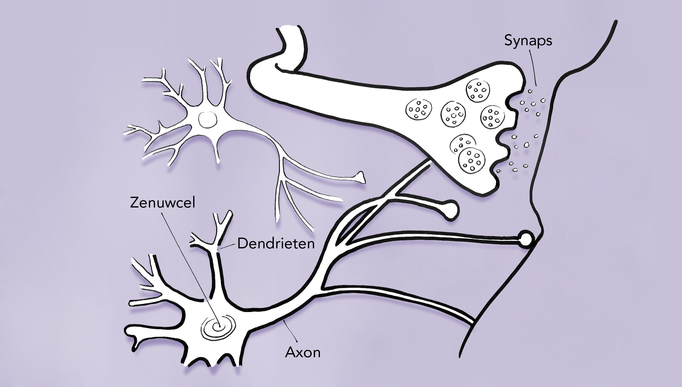 Brain On The Wall