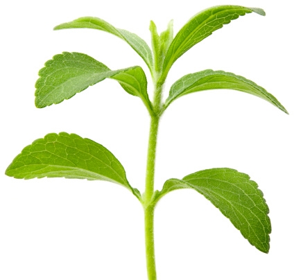 stevia_424x404