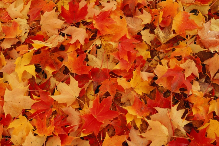 herfstbladeren_724x483