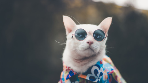 Close-Up Of Cat Wearing Sunglasses