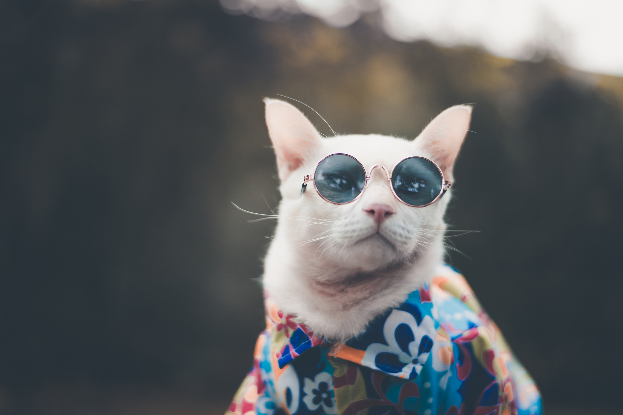 Close-Up Of Cat Wearing Sunglasses