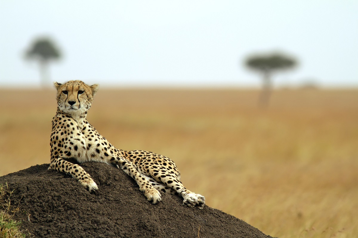 A relaxed Masai Mara cheetah lay on some soil