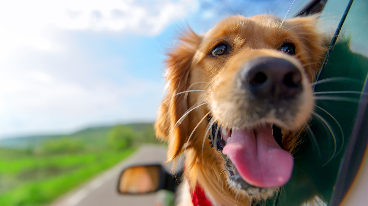 Golden Retriever Looking Out Of Car Window