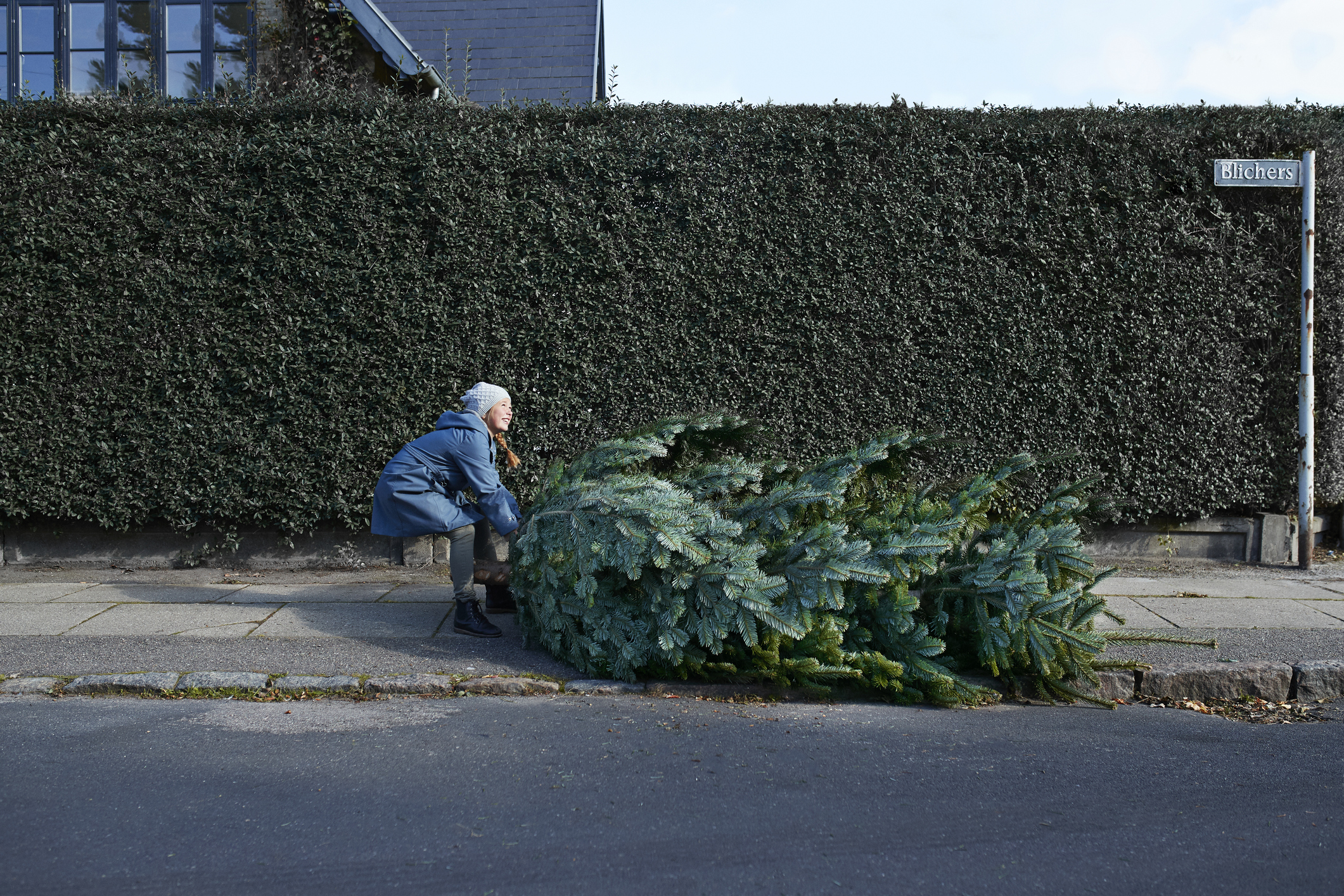Girl dragging Christmas tree on sidewalk