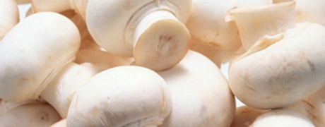 champignon_460x180