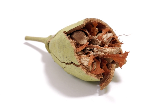 baobab_502x342