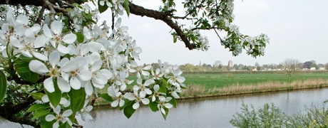 bloesemroute_460x180