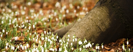 groesbeek_460x180