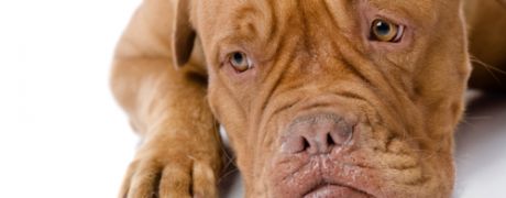 3471185-Echtscheiding-wie-krijgt-de-hond_460x180