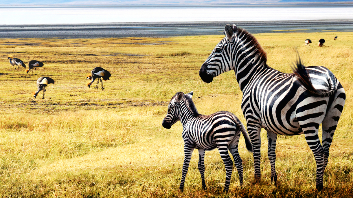 safari_1220