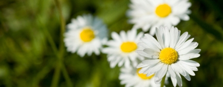 tuinierenjuni_460x180