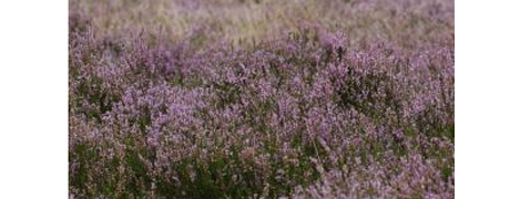 veluwe2_460x180