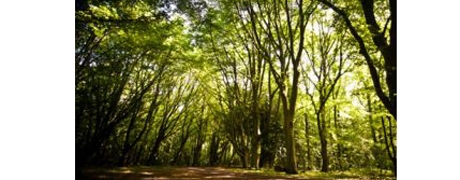 veluwe3_460x180