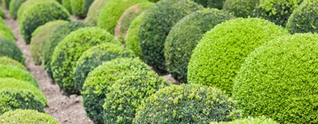 buxus_460x180