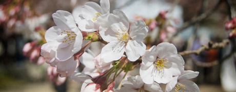camelia_460x180