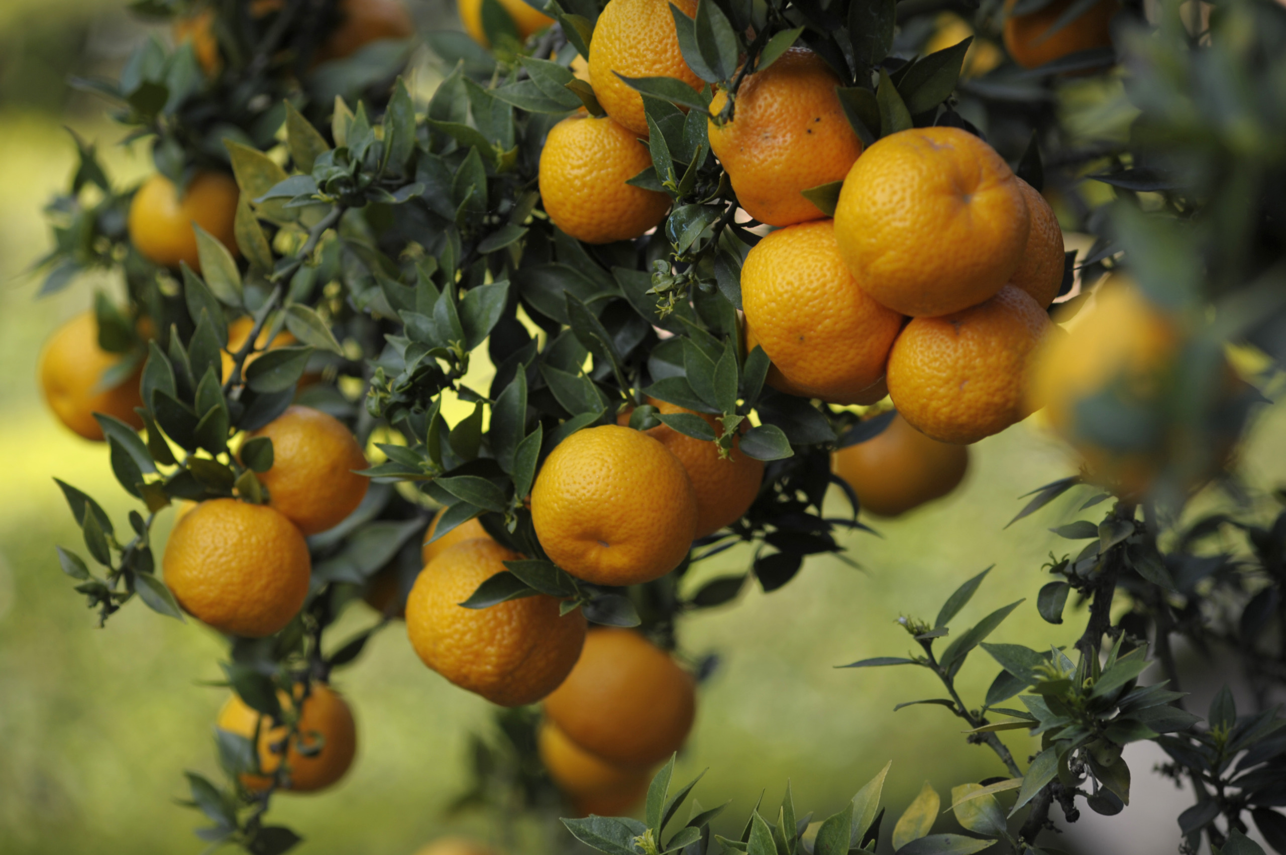A myrtle-leaved orange tree, Rutaceae
