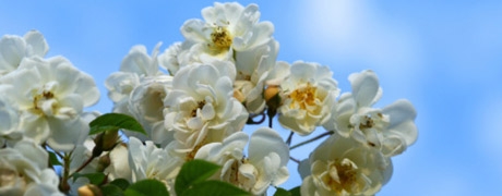 lykkefund_460x180