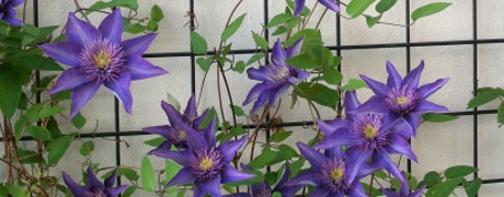 ondersteuning_460x180