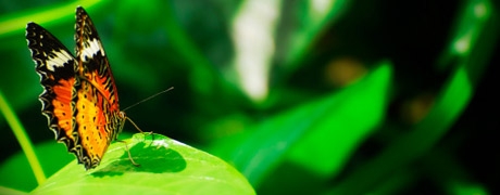 vlinder_460x180