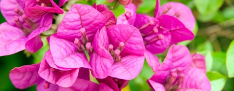 zuiders_460x180