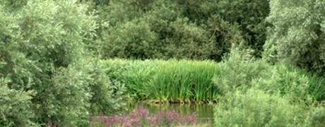 graafschap_460x180
