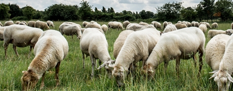 schaap2110_460x180