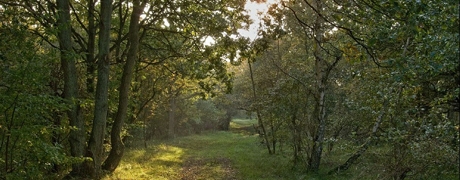 wandelingnovember13_460x180