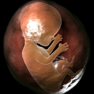 foetus_320x320_0