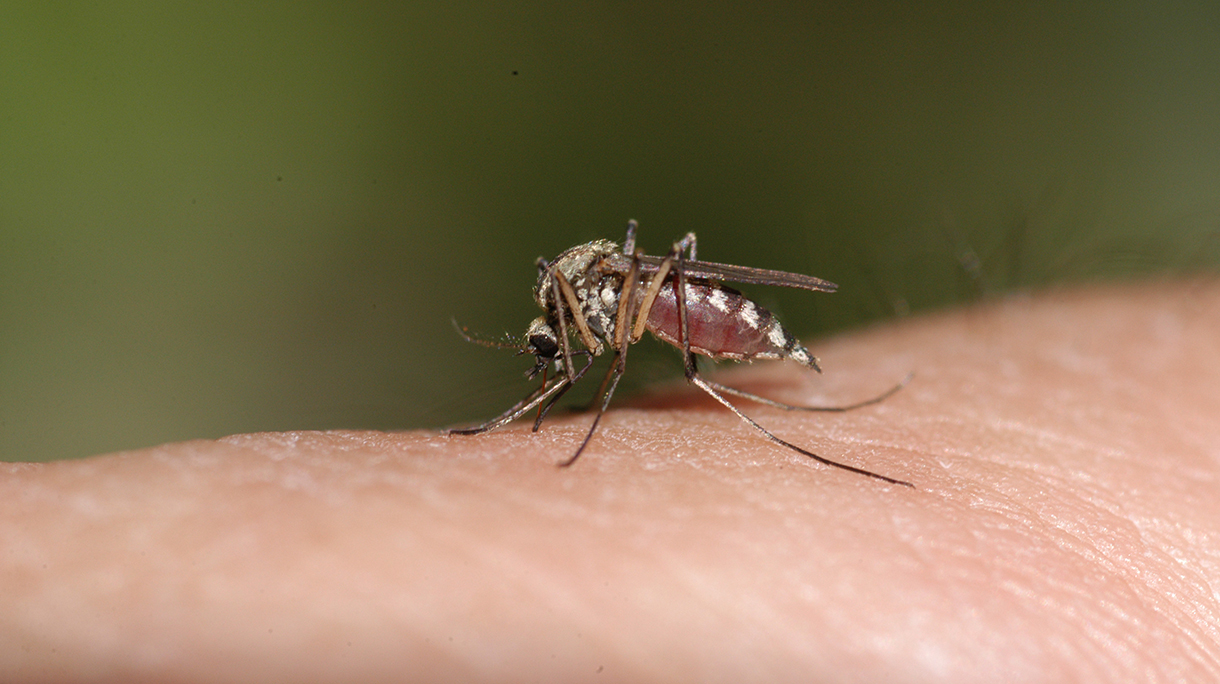 Mosquito bloodsucking