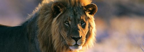 Zuid-Afrika wilde dieren