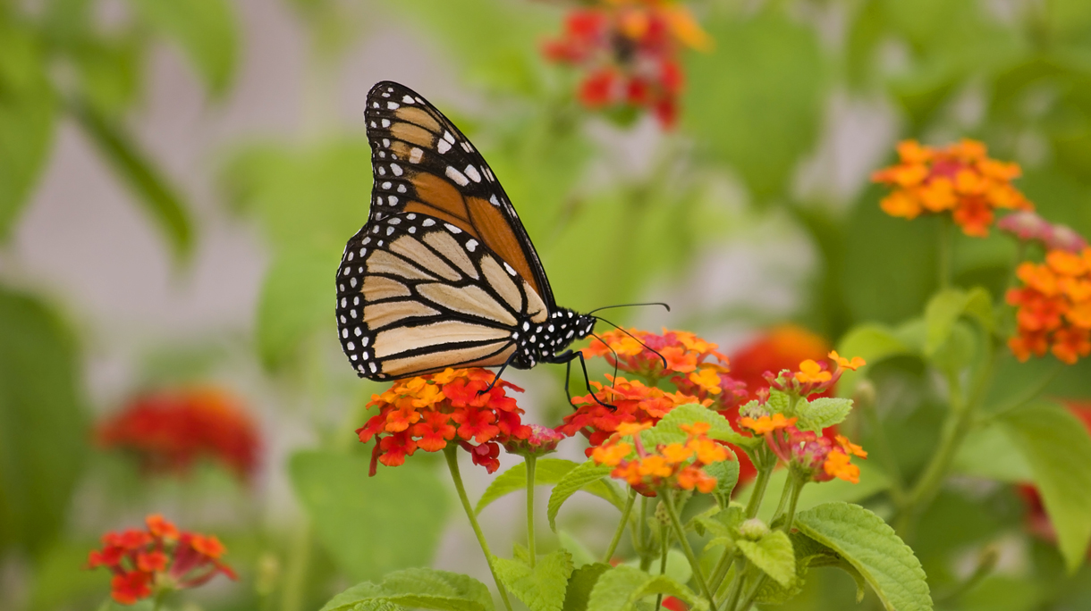 istock_000002084523_large